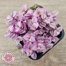 Load image into Gallery viewer, Callisia repens 'Pink Lady'