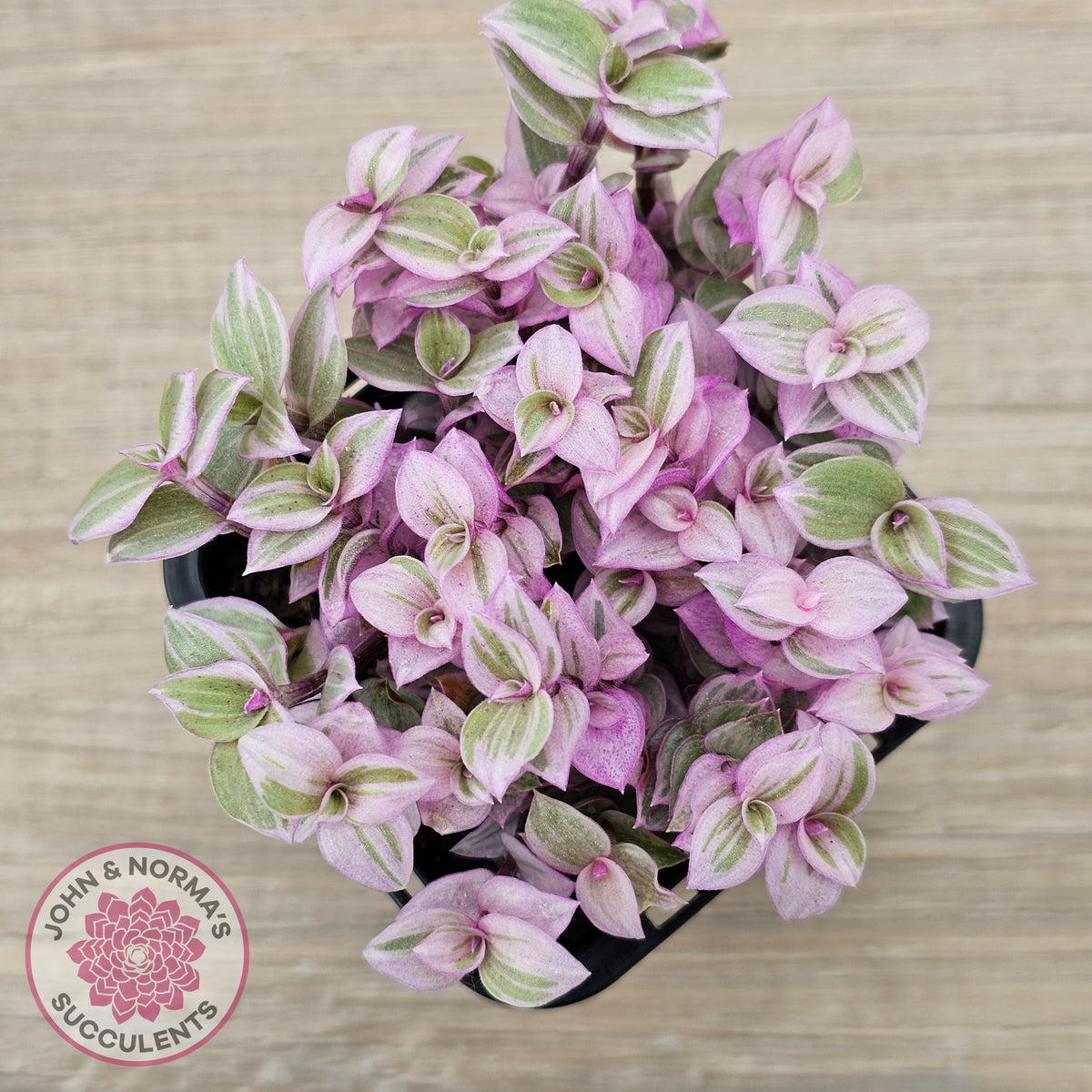 Callisia repens 'Pink Lady'