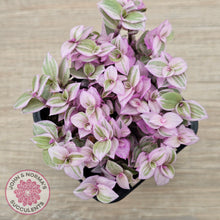 Load image into Gallery viewer, Callisia repens 'Pink Lady'