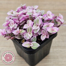 Load image into Gallery viewer, Callisia repens 'Pink Lady'