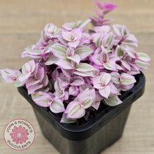 Load image into Gallery viewer, Callisia repens 'Pink Lady'