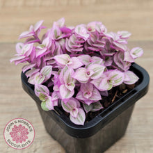 Load image into Gallery viewer, Callisia repens 'Pink Lady'