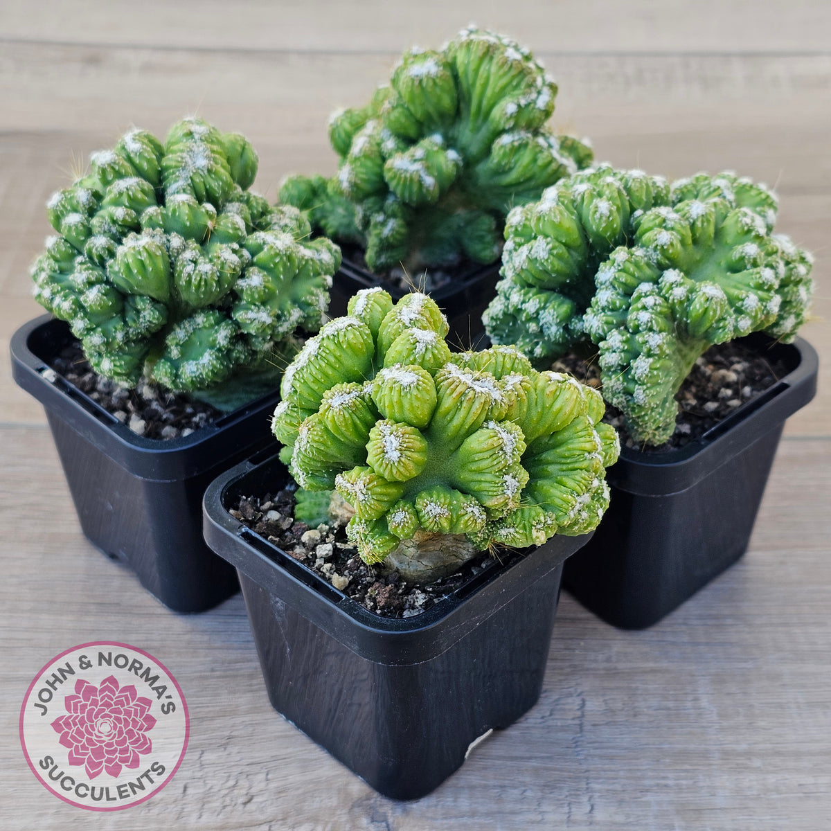 Cereus Snowcapped