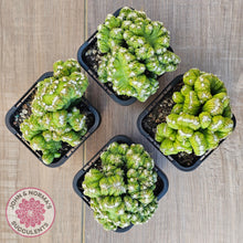 Load image into Gallery viewer, Cereus Snowcapped