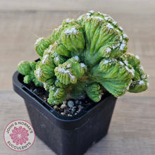 Load image into Gallery viewer, Cereus Snowcapped