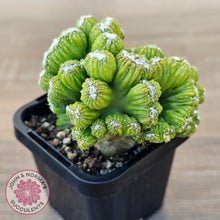 Load image into Gallery viewer, Cereus Snowcapped