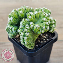 Load image into Gallery viewer, Cereus Snowcapped