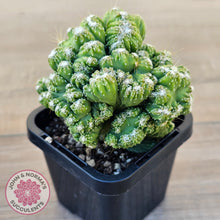 Load image into Gallery viewer, Cereus Snowcapped