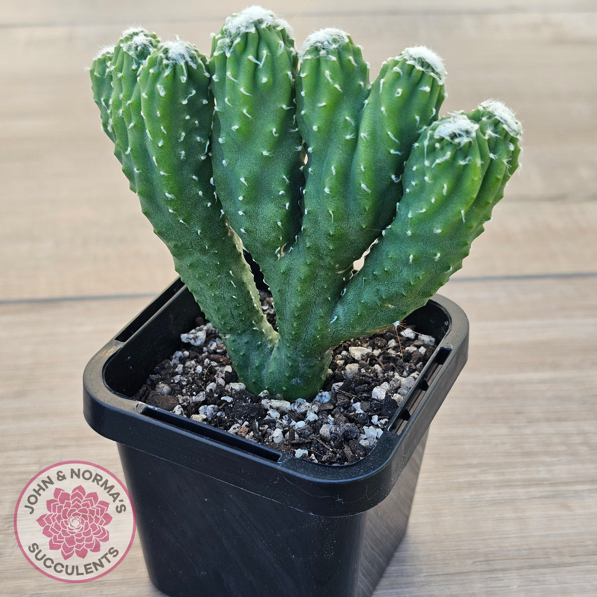 Cereus 'Wild Thing'