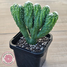 Load image into Gallery viewer, Cereus 'Wild Thing'