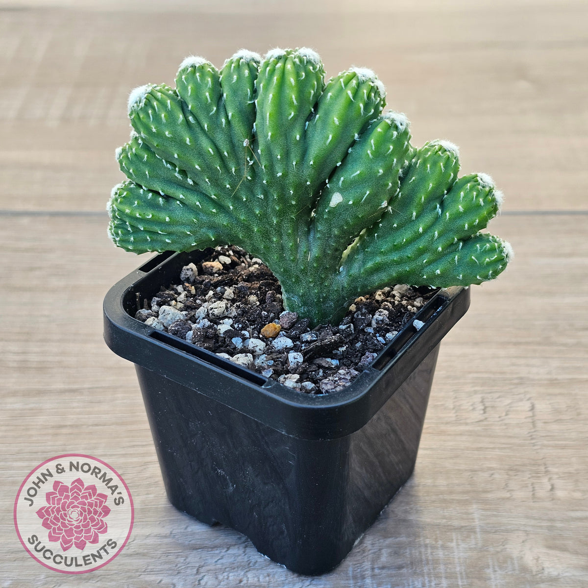 Cereus 'Wild Thing'