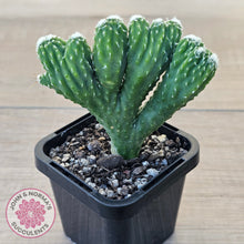 Load image into Gallery viewer, Cereus 'Wild Thing'