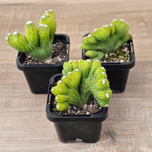 Load image into Gallery viewer, Cereus 'Wild Thing'