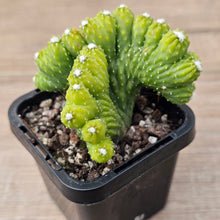 Load image into Gallery viewer, Cereus 'Wild Thing'