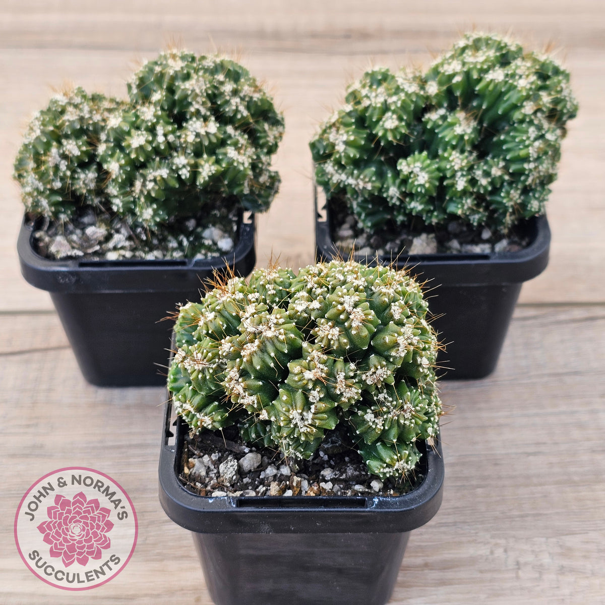 Cereus forbesii 'Tiny Tot'