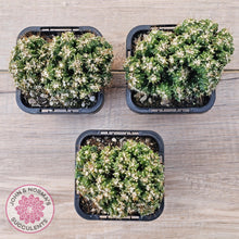 Load image into Gallery viewer, Cereus forbesii 'Tiny Tot'