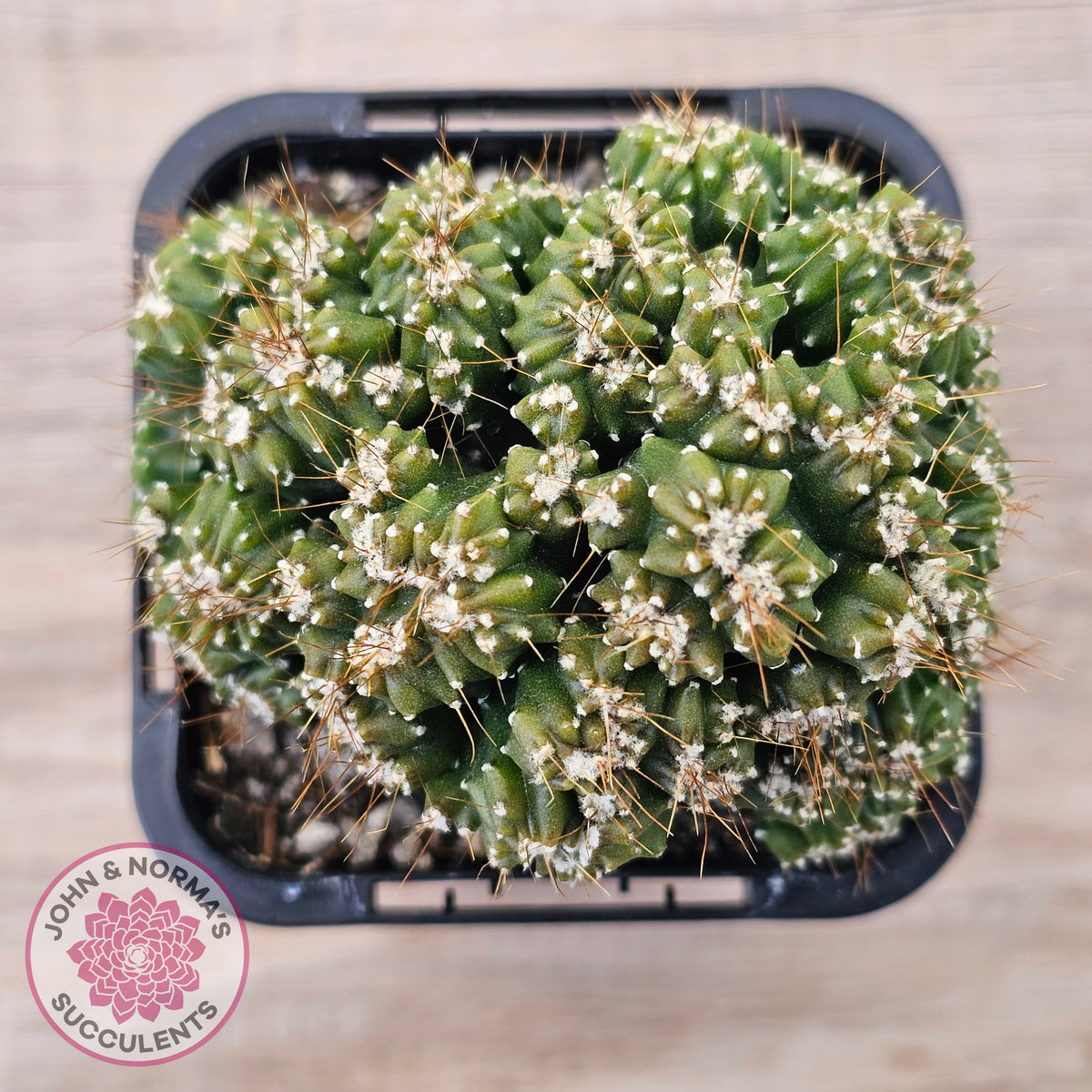 Cereus forbesii 'Tiny Tot'