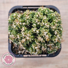 Load image into Gallery viewer, Cereus forbesii 'Tiny Tot'