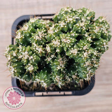 Load image into Gallery viewer, Cereus forbesii 'Tiny Tot'