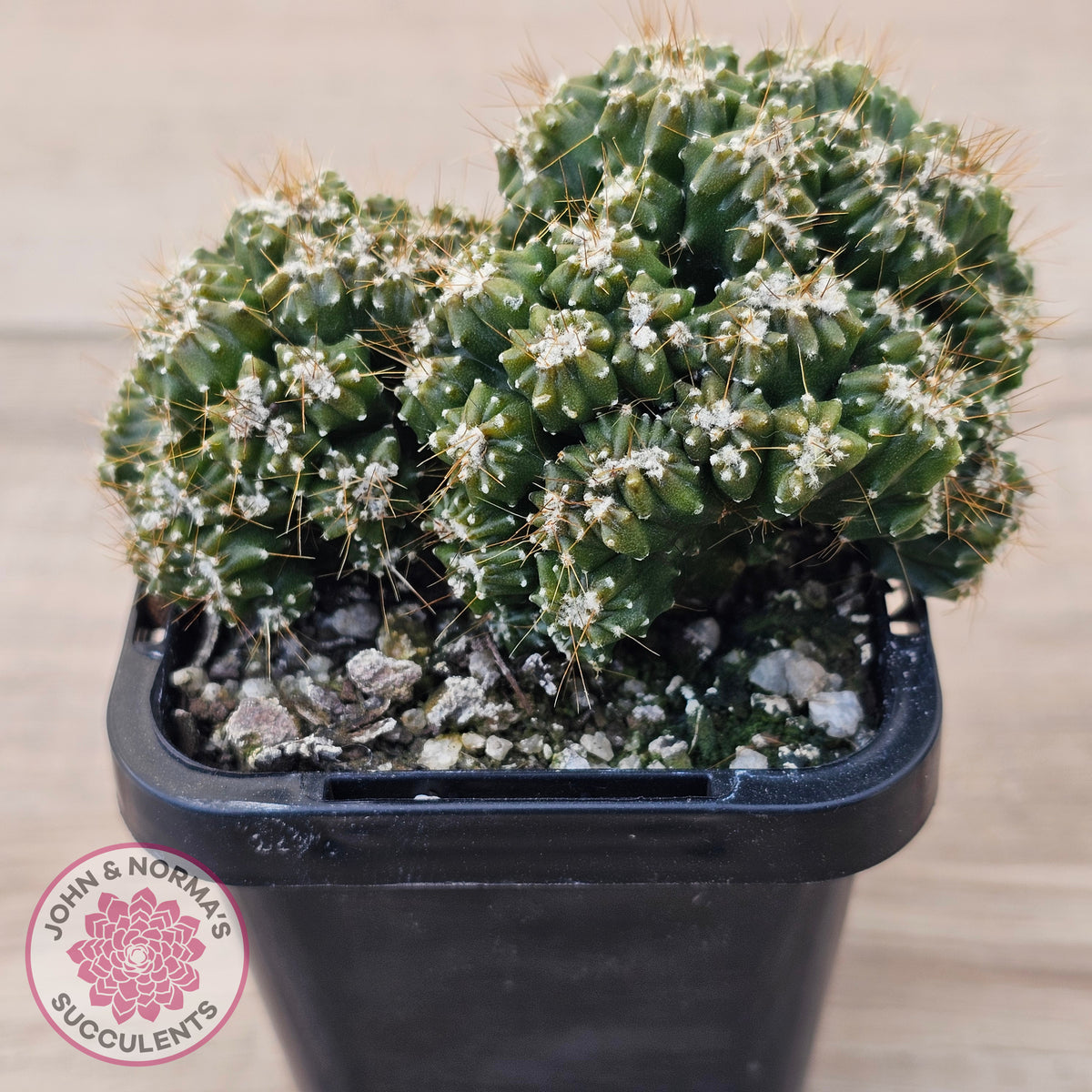 Cereus forbesii 'Tiny Tot'