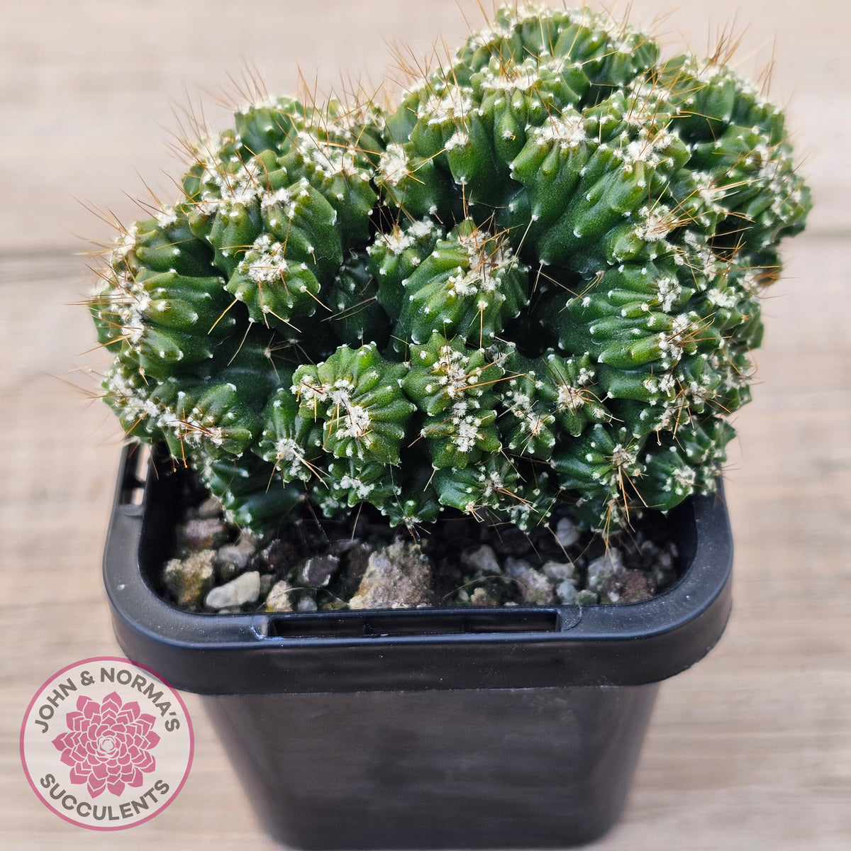 Cereus forbesii 'Tiny Tot'