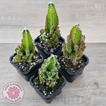 Load image into Gallery viewer, Cereus 'Fairy Castle' - John & Norma's Succulents Australia
