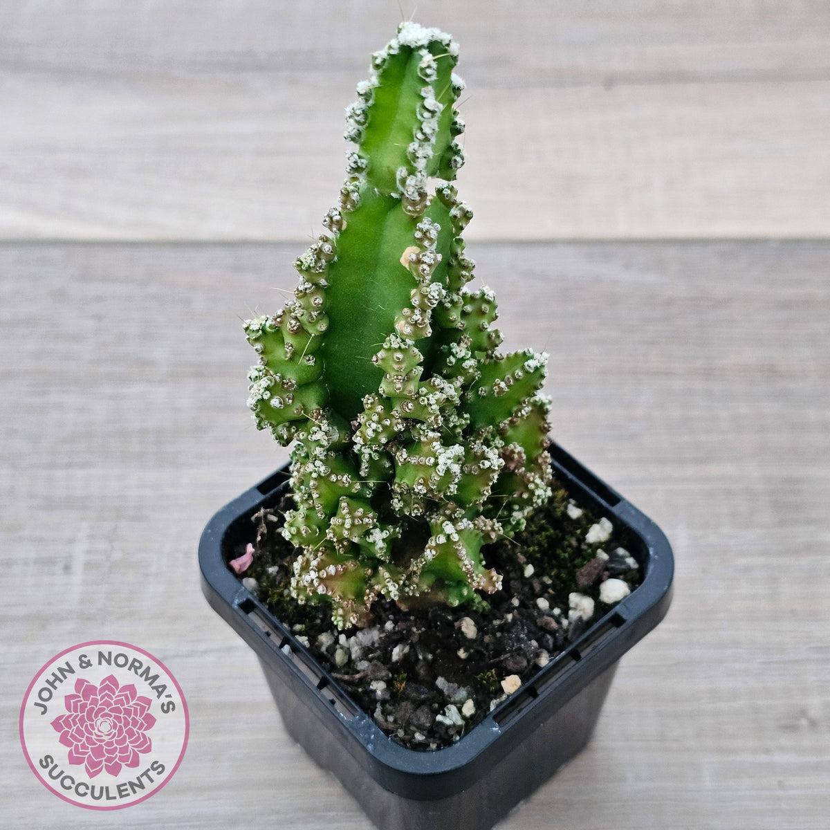 Cereus 'Fairy Castle'