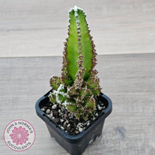 Load image into Gallery viewer, Cereus 'Fairy Castle' - John & Norma's Succulents Australia