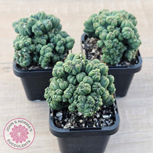 Load image into Gallery viewer, Cereus 'Ming Thing'