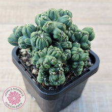 Load image into Gallery viewer, Cereus 'Ming Thing'