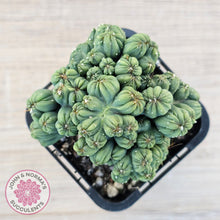 Load image into Gallery viewer, Cereus 'Ming Thing'