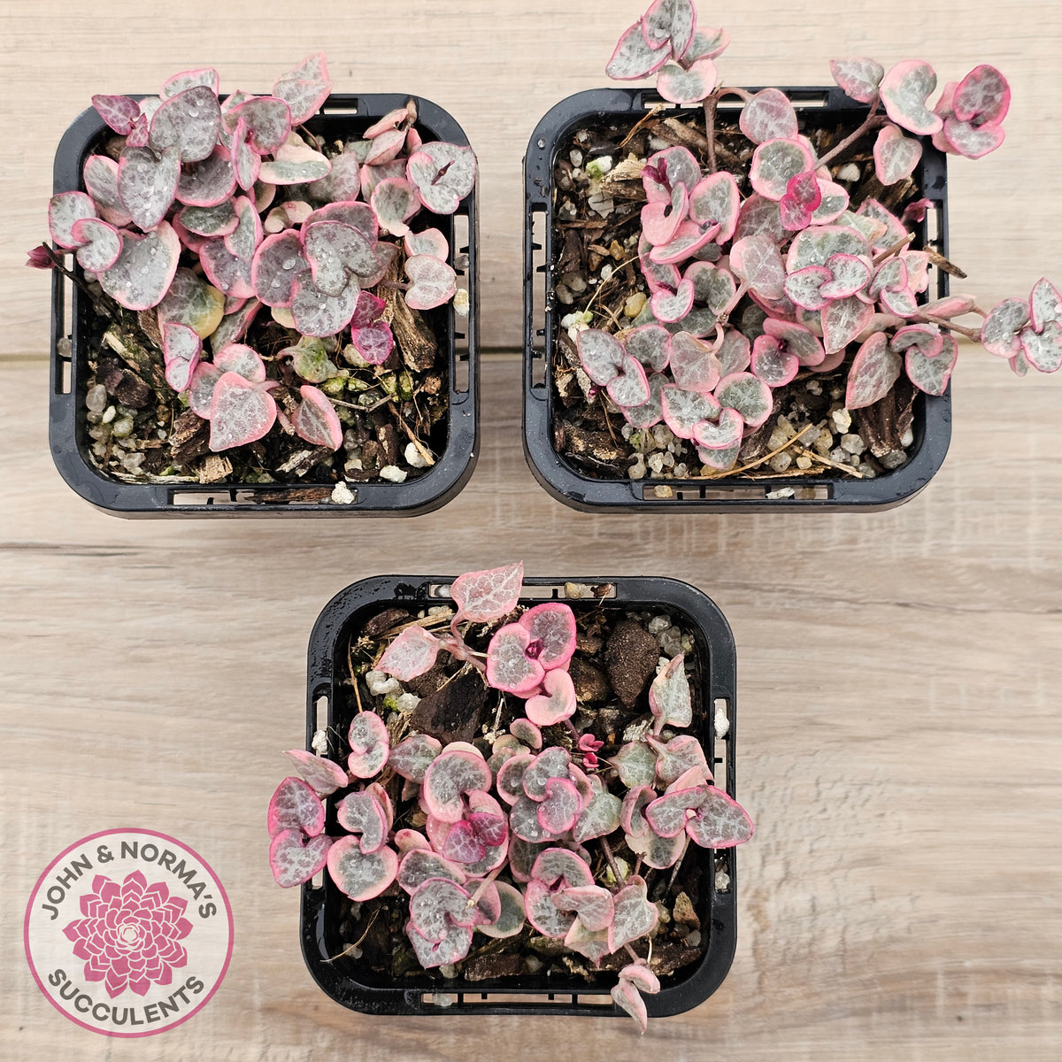 Ceropegia woodii 'Chain of Hearts' variegated (sm)