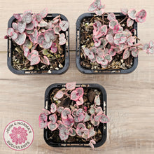 Load image into Gallery viewer, Ceropegia woodii 'Chain of Hearts' variegated (sm)