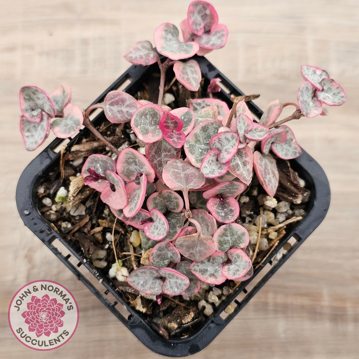 Ceropegia woodii 'Chain of Hearts' variegated (sm)