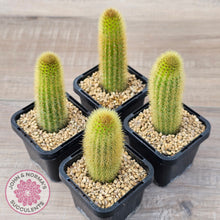 Load image into Gallery viewer, Cleistocactus winteri 'Erecta'