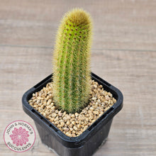 Load image into Gallery viewer, Cleistocactus winteri 'Erecta'