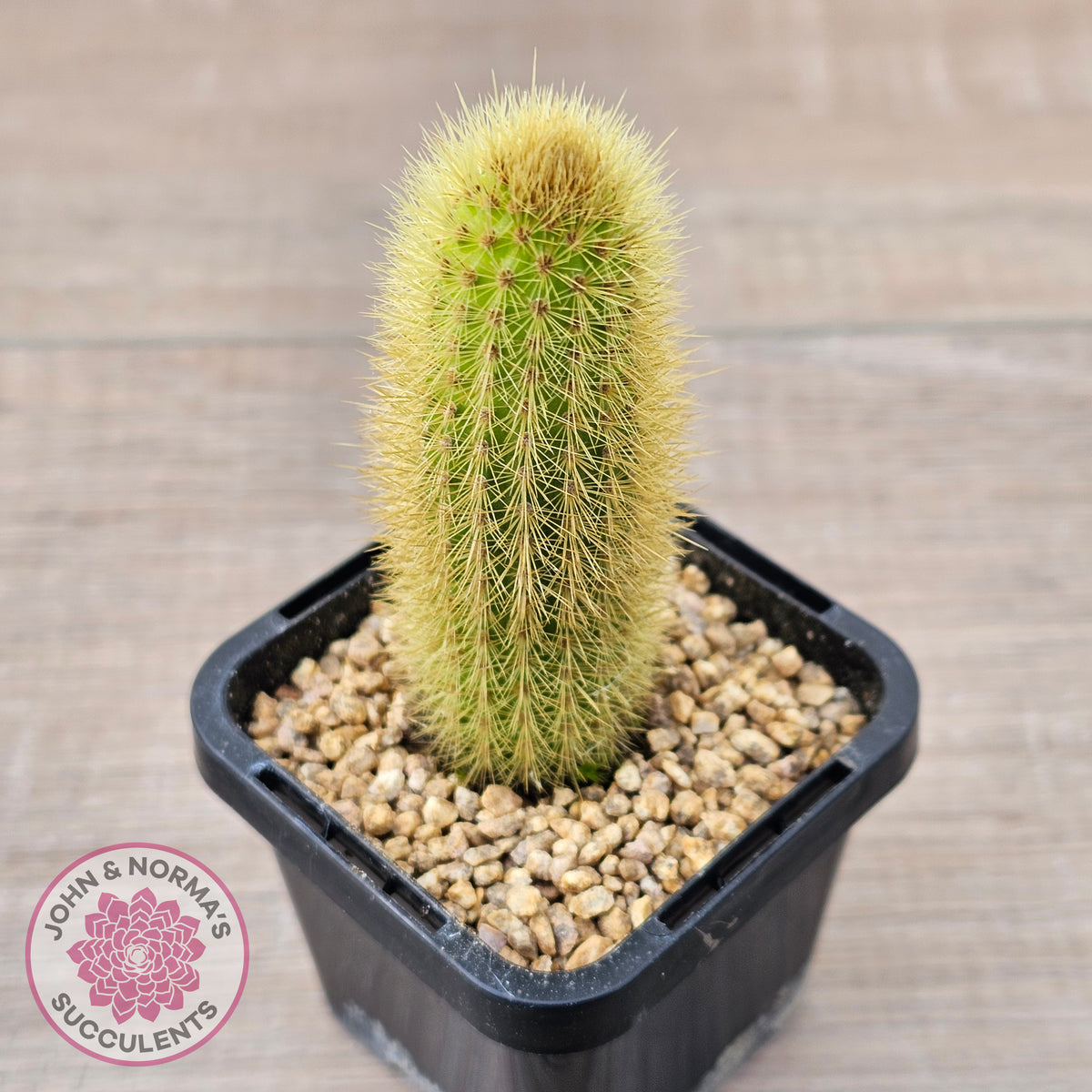 Cleistocactus winteri 'Erecta'