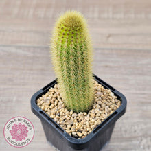 Load image into Gallery viewer, Cleistocactus winteri 'Erecta'