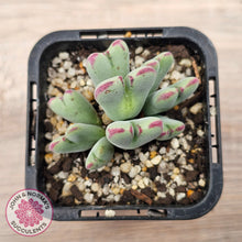 Load image into Gallery viewer, Conophytum bilobum subsp. gracilistylum (multi)