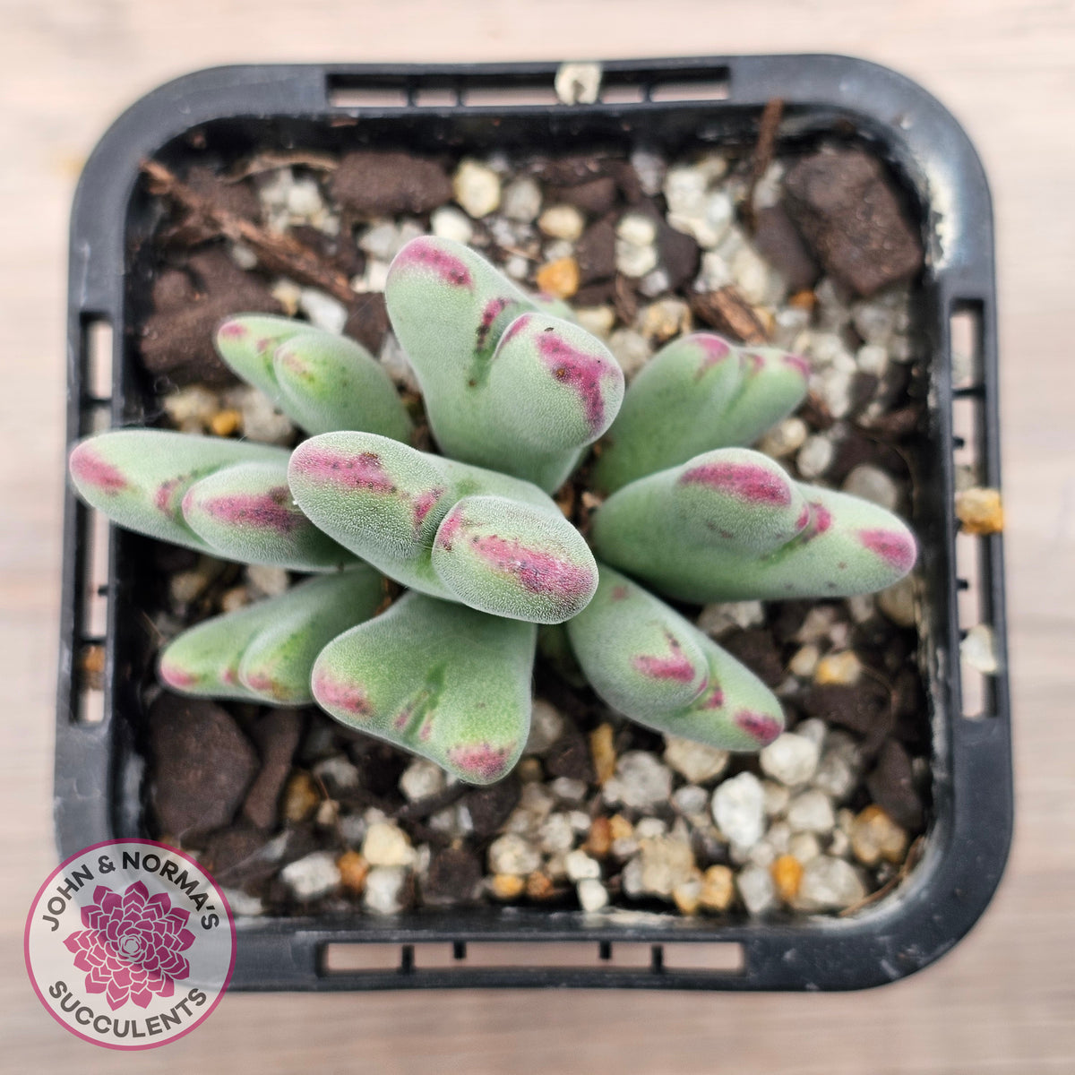 Conophytum bilobum subsp. gracilistylum (multi)