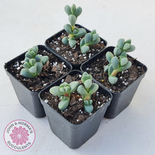 Load image into Gallery viewer, Corpuscularia lehmannii - Ice Plant