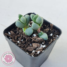 Load image into Gallery viewer, Corpuscularia lehmannii - Ice Plant
