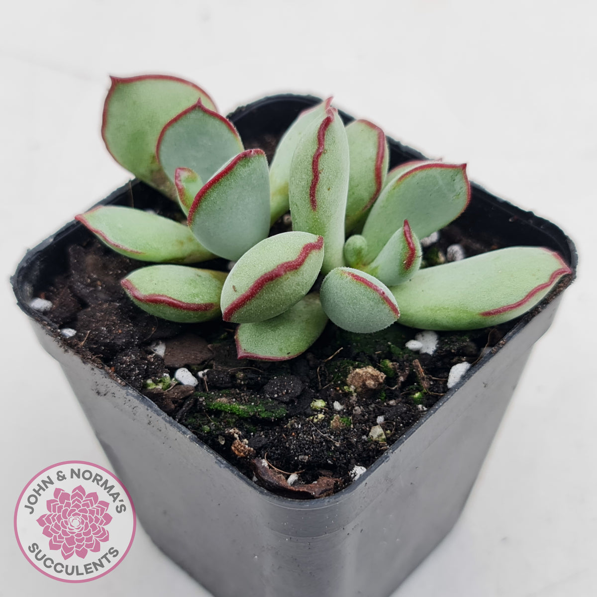 Cotyledon 'Choco Line'