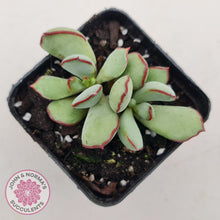 Load image into Gallery viewer, Cotyledon 'Choco Line'