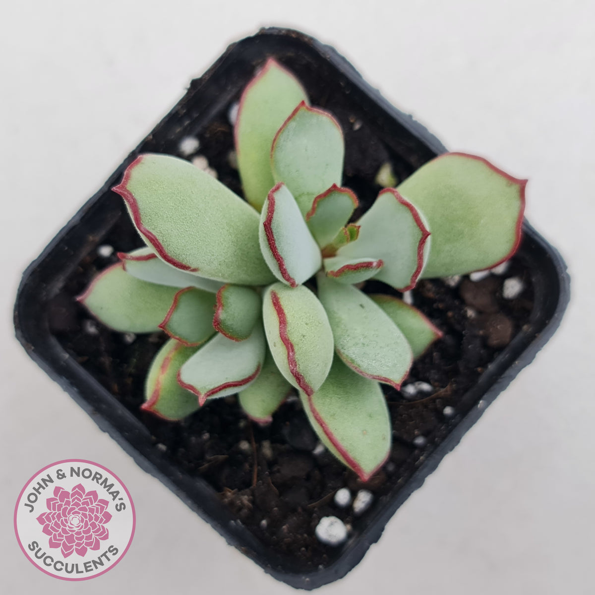 Cotyledon 'Choco Line'