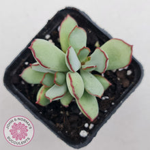 Load image into Gallery viewer, Cotyledon 'Choco Line'