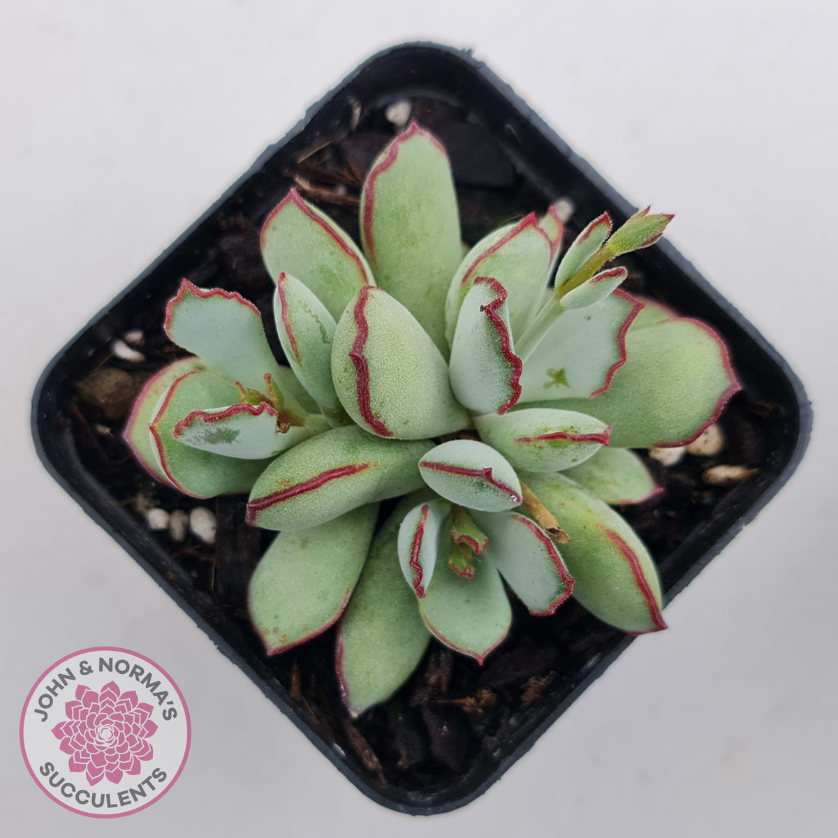 Cotyledon 'Choco Line'