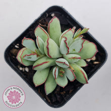 Load image into Gallery viewer, Cotyledon 'Choco Line'