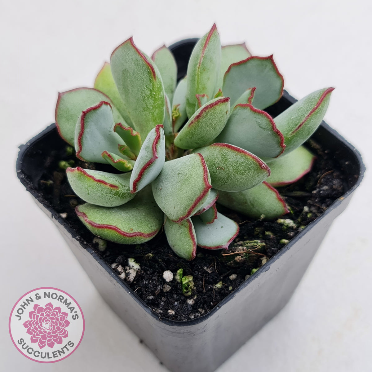 Cotyledon 'Choco Line'