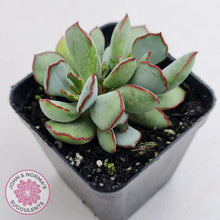Load image into Gallery viewer, Cotyledon 'Choco Line'